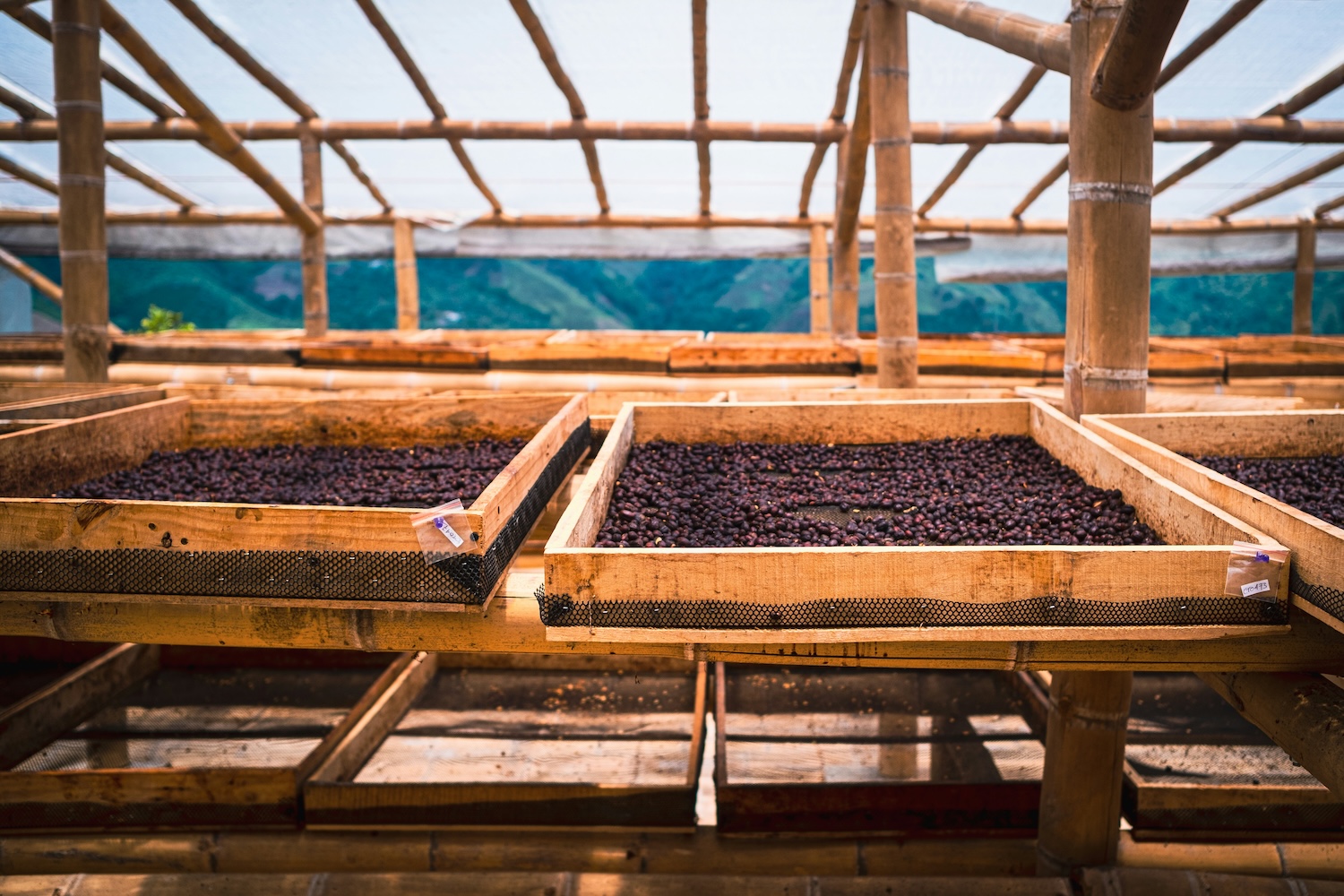 Coffee Processing Methods: Washed, Natural and Honey